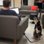 guild dog lola howls about her coworking space